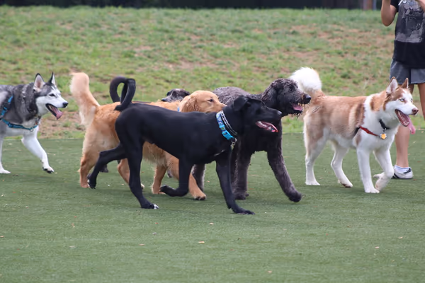 Smock Bark Park photo 1